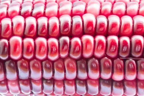 Close up image of purple corn Stock Photos