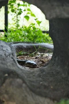 Close-up image of a python coiled up and sleeping on a rocky surface in a zoo en Stockfoto's