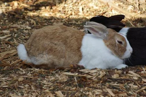 Close-up image of a rabbit - oryctolagus cuniculus Stock Photos