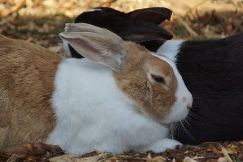 Close-up image of a rabbit - oryctolagus cuniculus Stock-Fotos