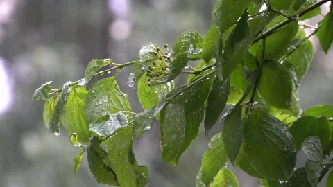 Close-up image of a rain-dotted leafy branch against blurred natural background Stock Footage 300496881