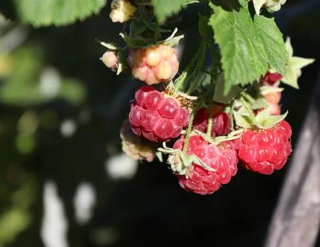 Close-up image of a raspberry on a bush. Stock Photos