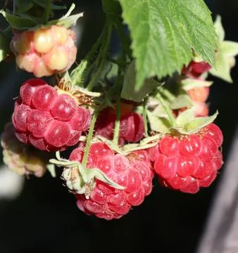 Close-up image of a raspberry on a bush. Stock Photos