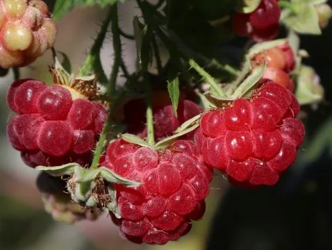 Close-up image of a raspberry on a bush Stock Photos