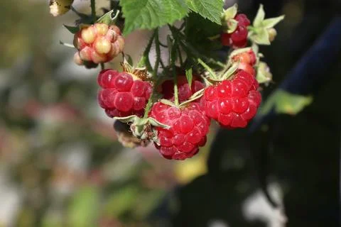 Close-up image of a raspberry on a bush. Stock Photos