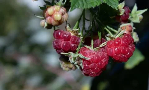 Close-up image of a raspberry on a bush Stock Photos
