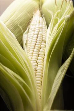 Close up image of raw white corn on the cob on black rustic surface. Stock Photos