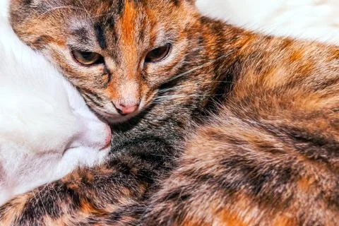 A close image of a red cat with black stripes that looks like a tiger. Stock-Fotos