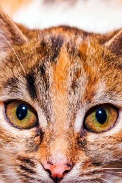 A close image of a red cat with black stripes that looks like a tiger. Stock Photos