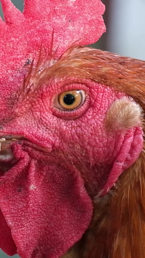 Close-up image of a red chicken's head on a cage background. Vertical video Stock Footage 250383605