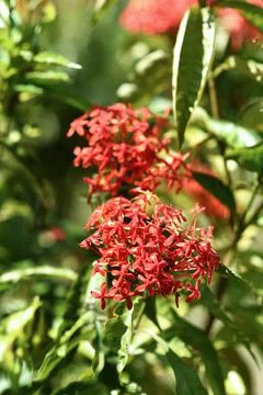 Close up image of a red chinese ixora flowers Stock Photos