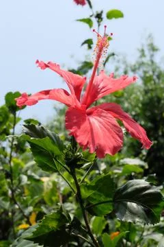 A close-up image of a red flower Stock Photos