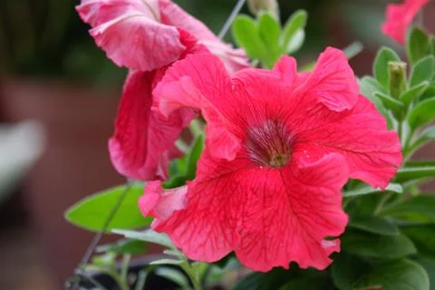 Close up image of red petunia Stock Photos