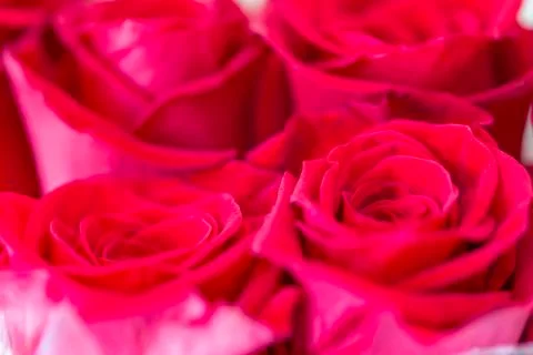 Close up image of red roses Stock Photos