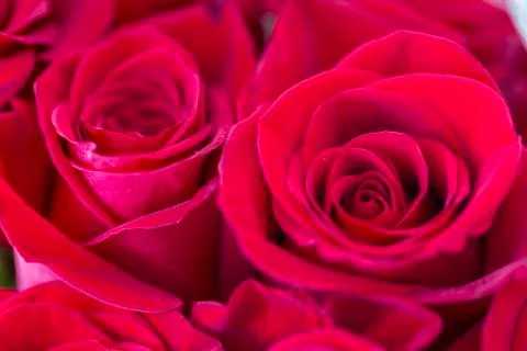 Close up image of red roses Stock Photos