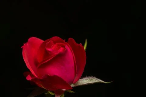 Close up image of red roses Stock Photos