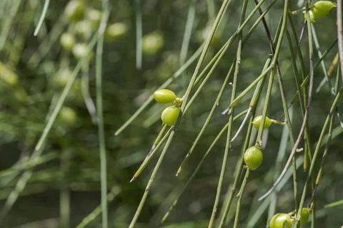 Close-up image of Retama monosperma Stock Photos