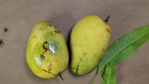 Close-up image of ripe yellow mango with green leaves on a wooden table Stock Footage 339080560