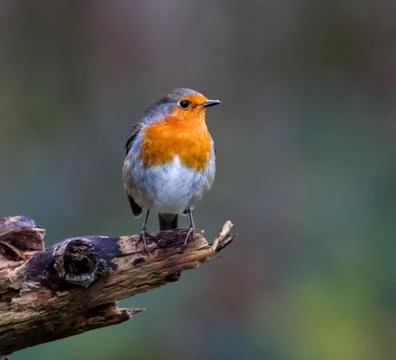 Close-up image of a Robin bird perched on a small tree branch in the fall Stock Photos