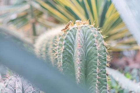 Close-up image of a robust cactus with multiple spines, adapted to dry cond.. Stock Photos