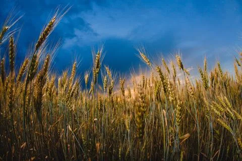 Close-up image of rye at the background of and cloudy sky Stock Photos