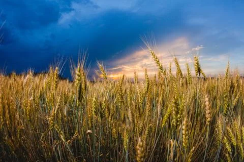 Close-up image of rye at the background of and cloudy sky Stock Photos