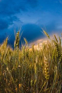 Close-up image of rye at the background of and cloudy sky Stock Photos