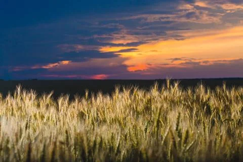 Close-up image of rye at the background of and cloudy sky Stock Photos