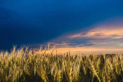 Close-up image of rye at the background of and cloudy sky Stock Photos