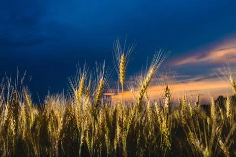 Close-up image of rye at the background of and cloudy sky Stock Photos
