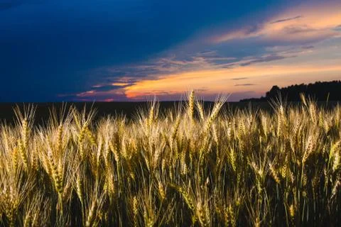 Close-up image of rye at the background of and cloudy sky Stock Photos