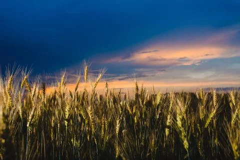 Close-up image of rye at the background of and cloudy sky Stock Photos