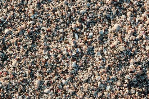 Close-up image of seashells on the beach Stock Photos