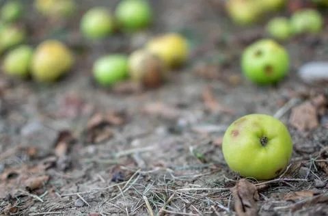 Close-up image of set of wild apples fallen in rustic field in seasonal changes Stock Photos