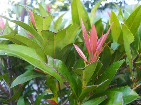 This close-up image showcases a lush cluster of green leaves, with some young, v Stock Photos