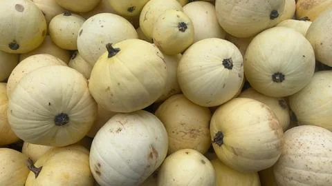 A close-up image showcasing a collection of yellow winter squash, highlight.. Stock Photos