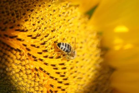 A close-up image showcasing a honey bee collecting pollen from a bright sunfl Stock Photos