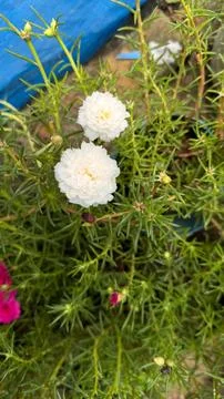 Close-up image showcasing two fully bloomed white moss rose purslane flowers. Foto stock