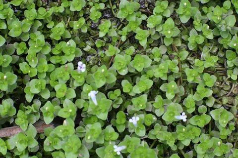 Close-up image showcasing a vibrant carpet of lush green chickweed, a versa.. Stock Photos