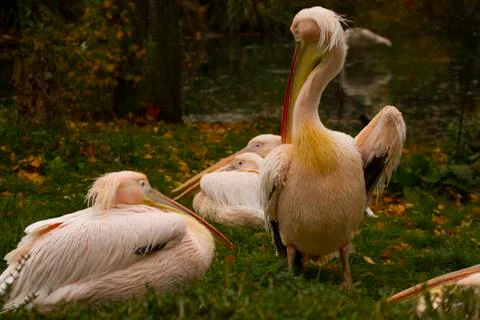 Close up image showing a flock of great white pelicans Pelecanus onocrotalus Stock Photos