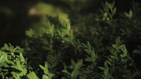 A close-up image showing lush, bright green foliage illuminated by soft, warm Stock-Footage 308644672