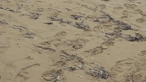 Close up image showing the tracks of a brown bear and human footprints Stock Footage 343957865