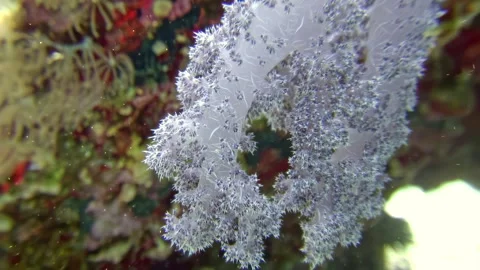 A close up image showing a white sponge present on a coral reef ecosystem Stock Footage 276407463