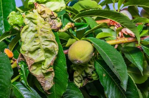 A close-up image shows a peach tree with leaves exhibiting signs of leaf curl Stock Photos