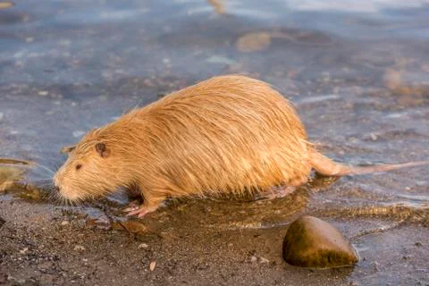 Close up image from side with a Coypu. Stock Photos