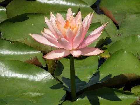 A close-up image of a single, floating pink water lily with large green lea.. Photos