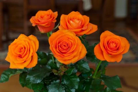 Close up image of single orange rose Stock Photos
