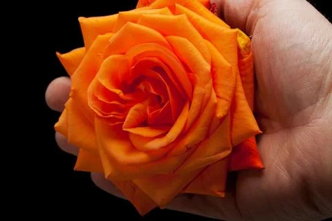 Close up image of single orange rose Stock Photos