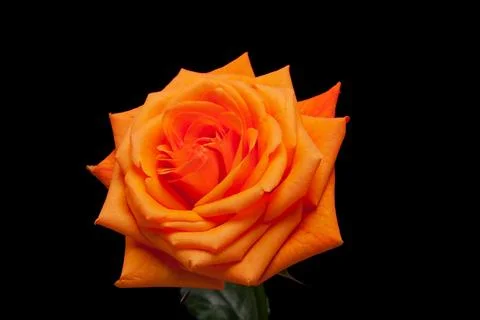 Close up image of single orange rose 写真素材