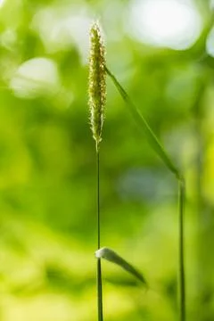 Close-up image of a single tall grass stem standing against a lush green back Stock Photos